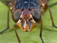 Fly_Head_Detail_7505
