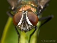 Fly_Head_detail_2.jpg