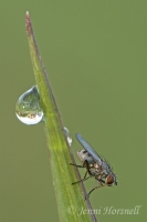 Fly__Dewdrop_9601_360