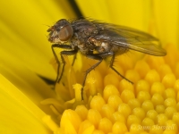 Fly_on_Daisy_7034_2.jpg