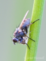 Fly_with_Prey