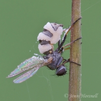 Fungus_infected_Fly_9887