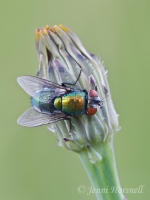 Greenbottle_Blowfly_0280