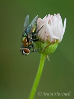 Greenbottle_Blowfly_4944