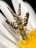 Mating_Ant-mimicking_Flies_2_9366
