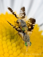 Mating_Ant-mimicking_Flies_9360