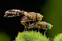 Mating_Ant-mimicking_Flies_9389