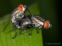 Mating_Flesh_Flies
