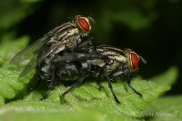 Mating_Flesh_Flies_2