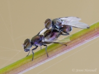 Mating_Flies_1446