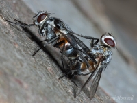 Mating_Flies_4428