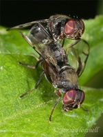 Mating_Signal_Flies_2__0207