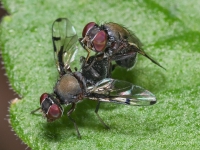 Mating_Signal_Flies_8674