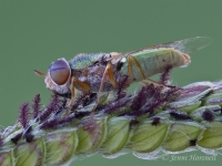 Metallic_Fly_2_3092
