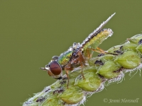 Metallic_Fly_5895
