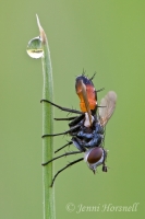 Tachnid_Fly_0115