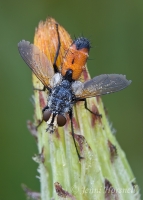 Tachnid_Fly_0954