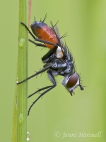 Tachnid_Fly_1543