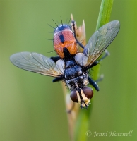 Tachnid_Fly_1668