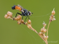 Tachnid_Fly_3860