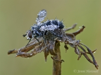 Tachnid_Fly_3919
