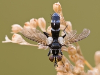 Tachnid_Fly_6026