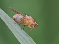 Vinegar_Fly_2_.jpg