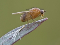 Vinegar_Fly_5252.jpg