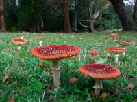 Amanita muscaria