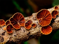 Anthracophyllum archeri