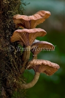 Armillaria hinulea