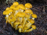 Armillaria luteobubalina