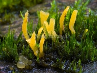 Ascomycete
