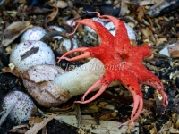 Aseroe rubra