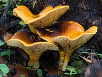 Austropaxillus infundibuliformis