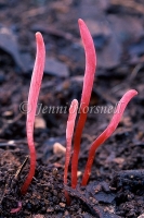 Clavaria sp