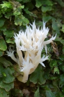 Clavulina cristata