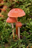 Collybia elegans
