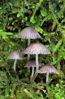 Coprinus cinereus