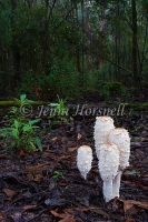 Coprinus comatus