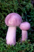 Cortinarius alboviolaceus