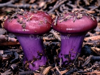 Cortinarius archeri
