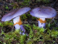 Cortinarius archeri 2