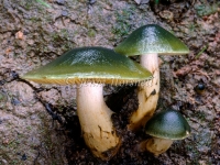 Dermocybe austroveneta