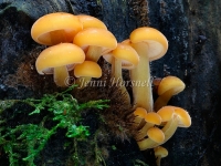 Flammulina velutipes