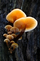 Flammulina velutipes 2