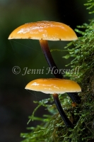 Flammulina velutipes 3