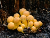 Gymnopilus junonius