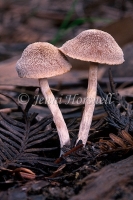 Hairy Caps 2