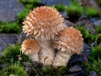 Hairy caps